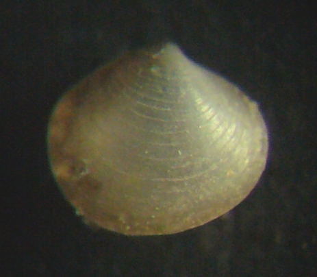 Piccolo bivalve 2